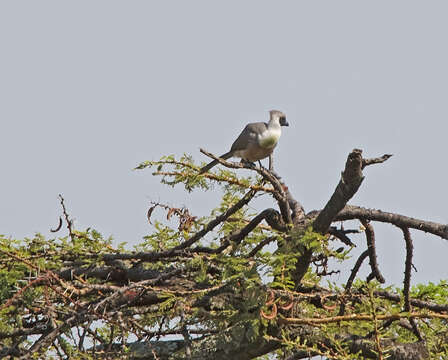 Image of Bare-faced Go-away Bird