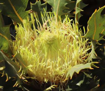 Image of Banksia obovata A. R. Mast & K. R. Thiele