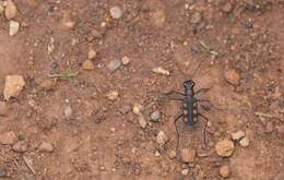 Image of Cicindela (Calochroa) fabriciana W. Horn 1915