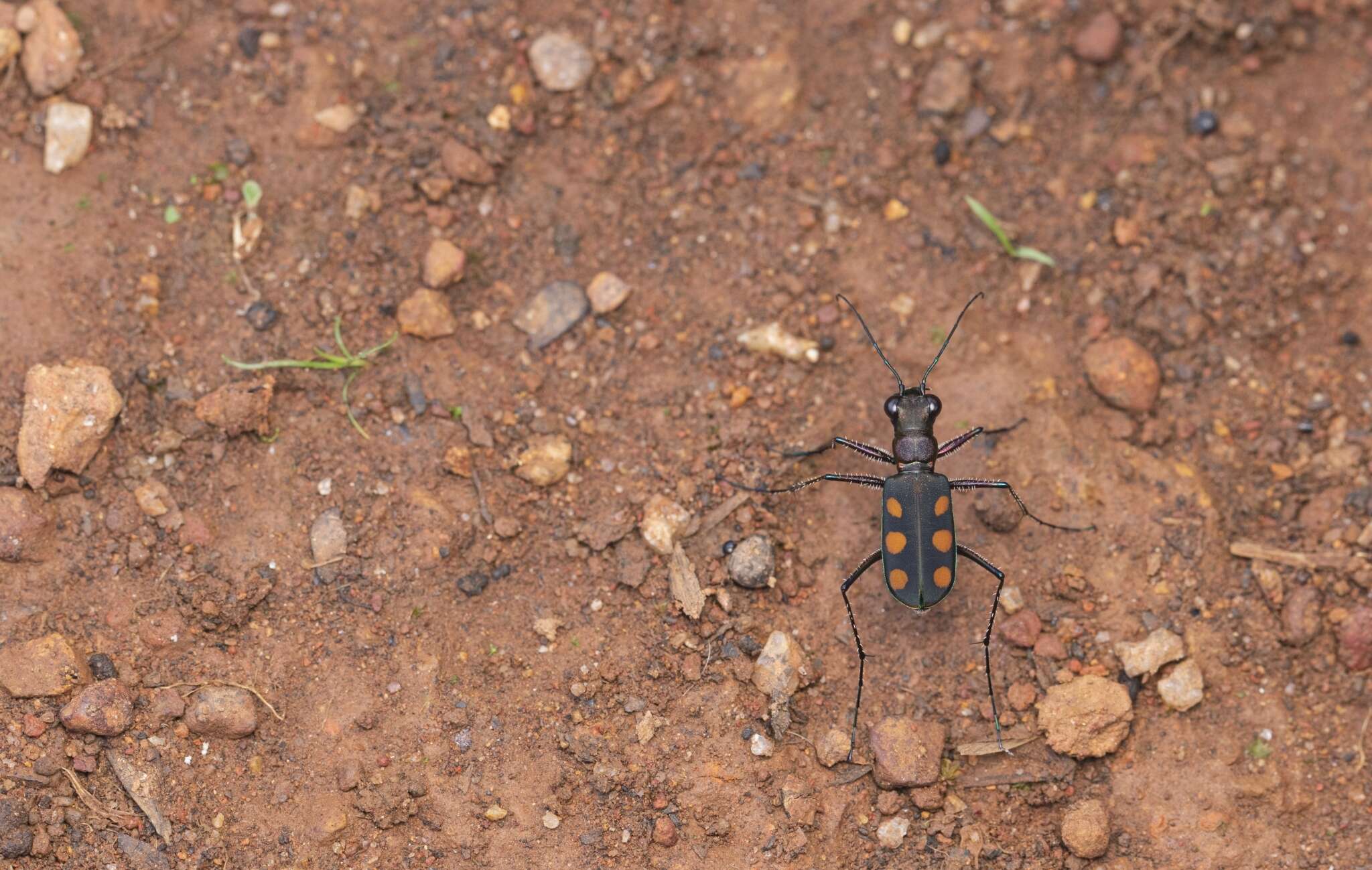 Image of Cicindela (Calochroa) fabriciana W. Horn 1915