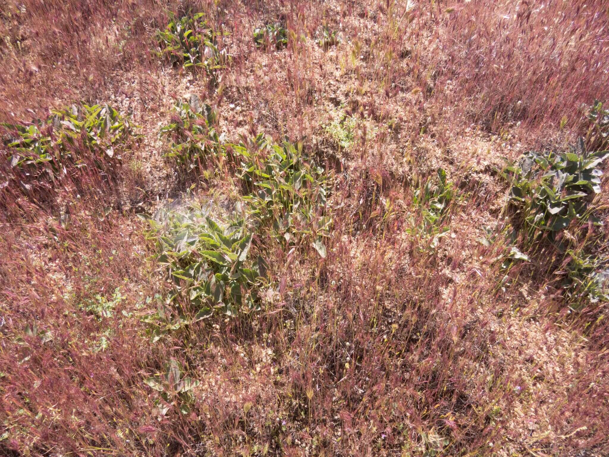 Image of Mojave milkweed