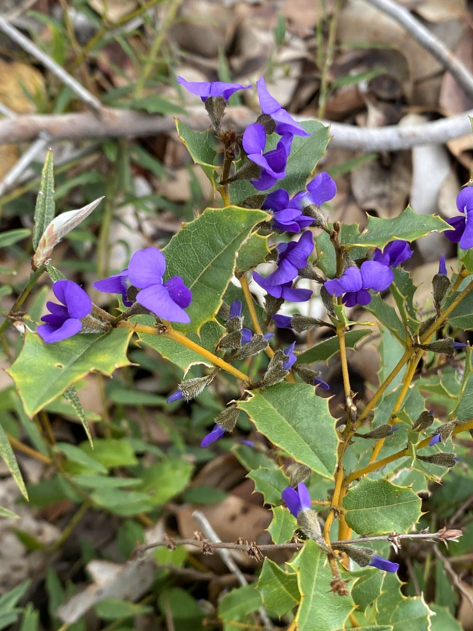 Image of Holly-leaved Hovea