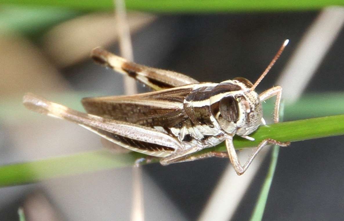 Image of Macrotona securiformis (Sjöstedt 1921)