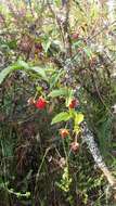 Image of Rubus roseus Poir.