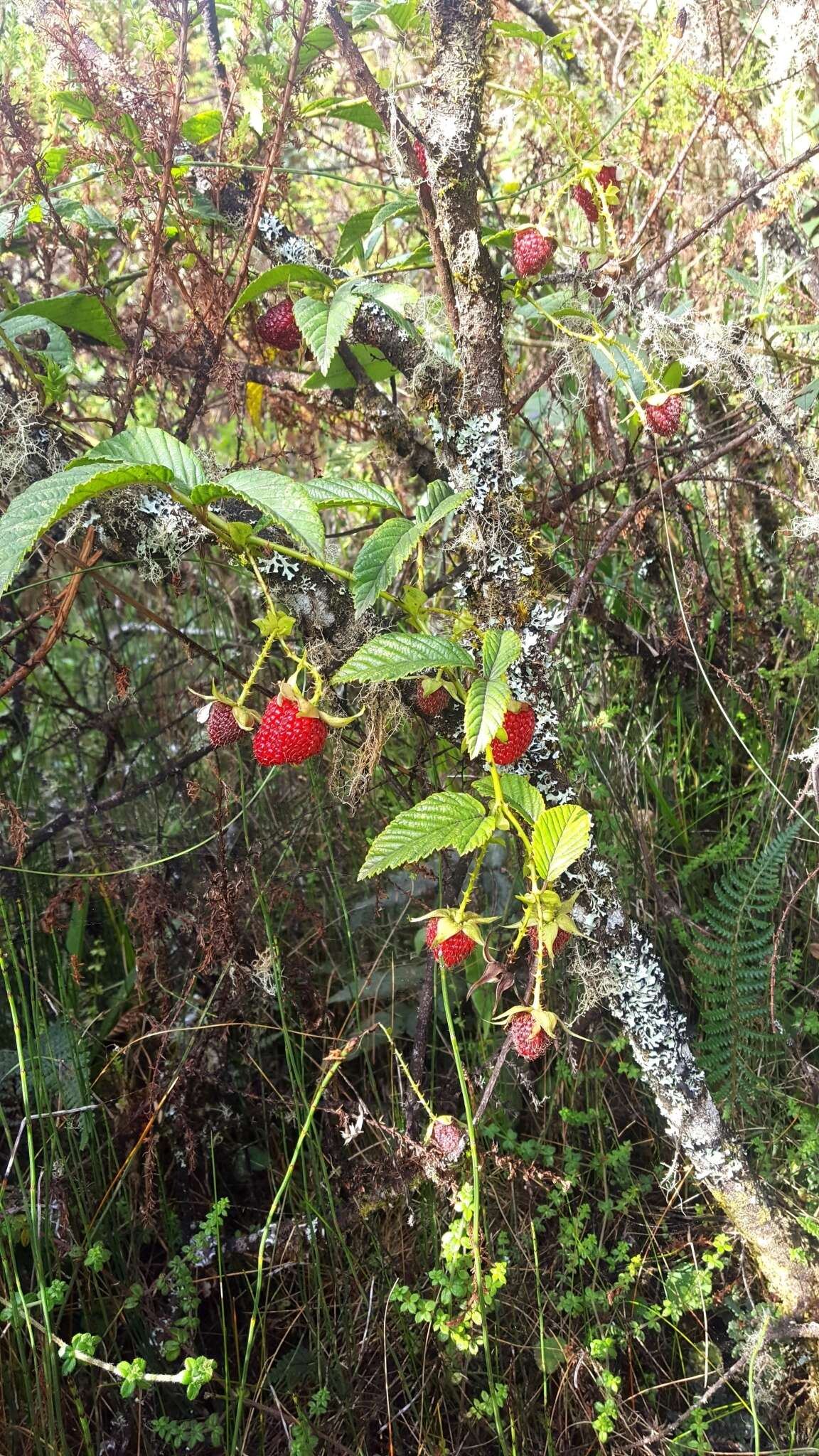 Image of Rubus roseus Poir.