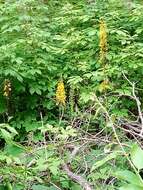 Image of Ligularia sachalinensis Nakai