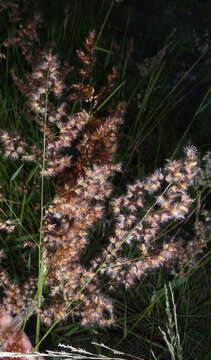 Image of Melinis repens subsp. repens