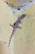 Hemidactylus angulatus Hallowell 1854 resmi