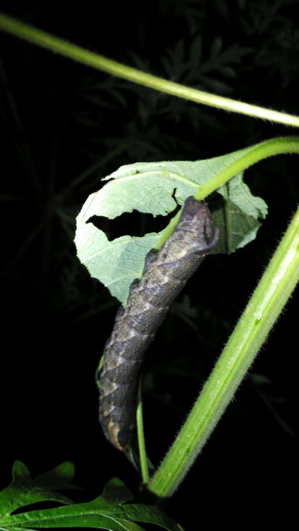 Lintneria merops (Boisduval 1870)的圖片