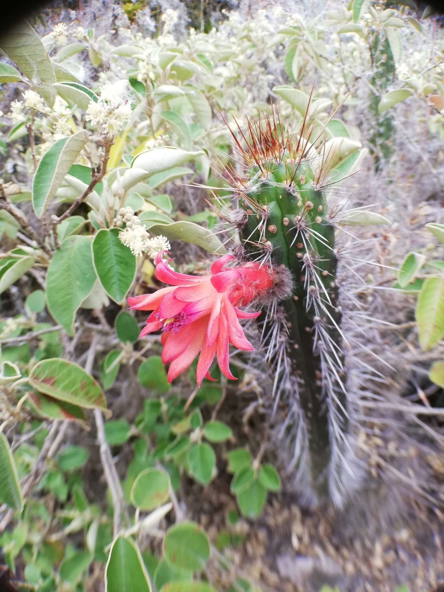 Image of Cleistocactus sepium (Kunth) F. A. C. Weber