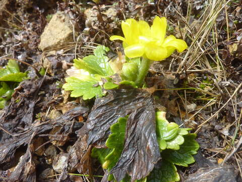 Image of Ranunculus nivicolus Hook.