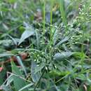 Image of hemlock rosette grass