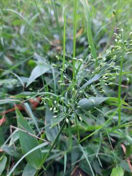 Panicum sabulorum Lam.的圖片