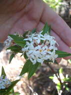 Image of long-leaved pimelea