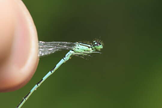 Image of Taiga Bluet