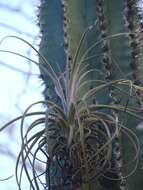 Tillandsia exserta Fernald resmi