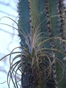 Image de Tillandsia exserta Fernald