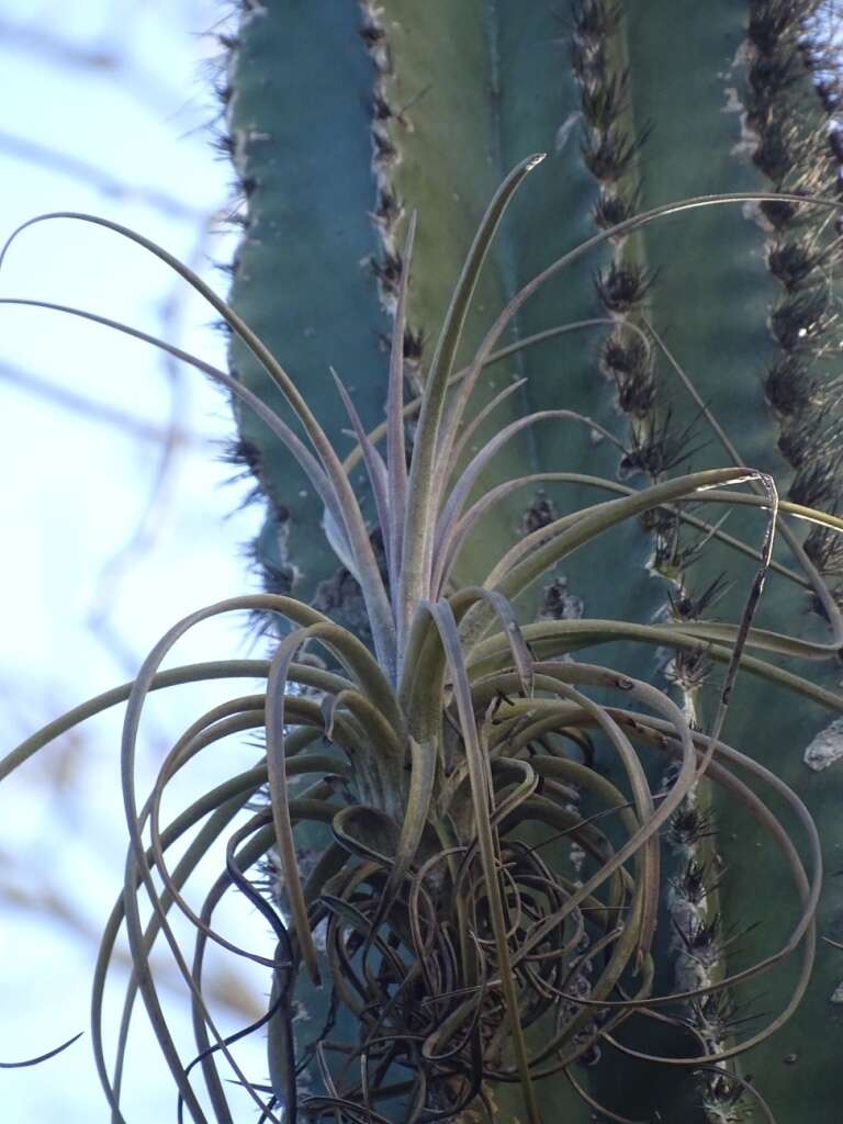 Tillandsia exserta Fernald resmi