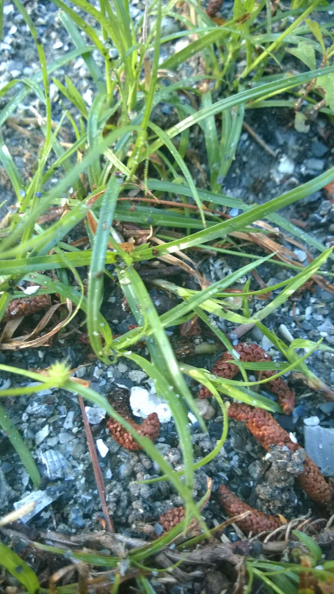 Слика од Cyperus brevifolius (Rottb.) Hassk.