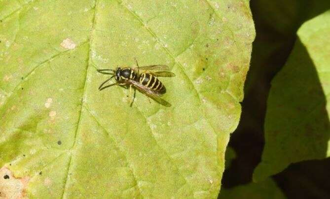 Image of Eastern Yellowjacket