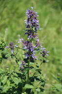 Image de Nepeta grandiflora M. Bieb.