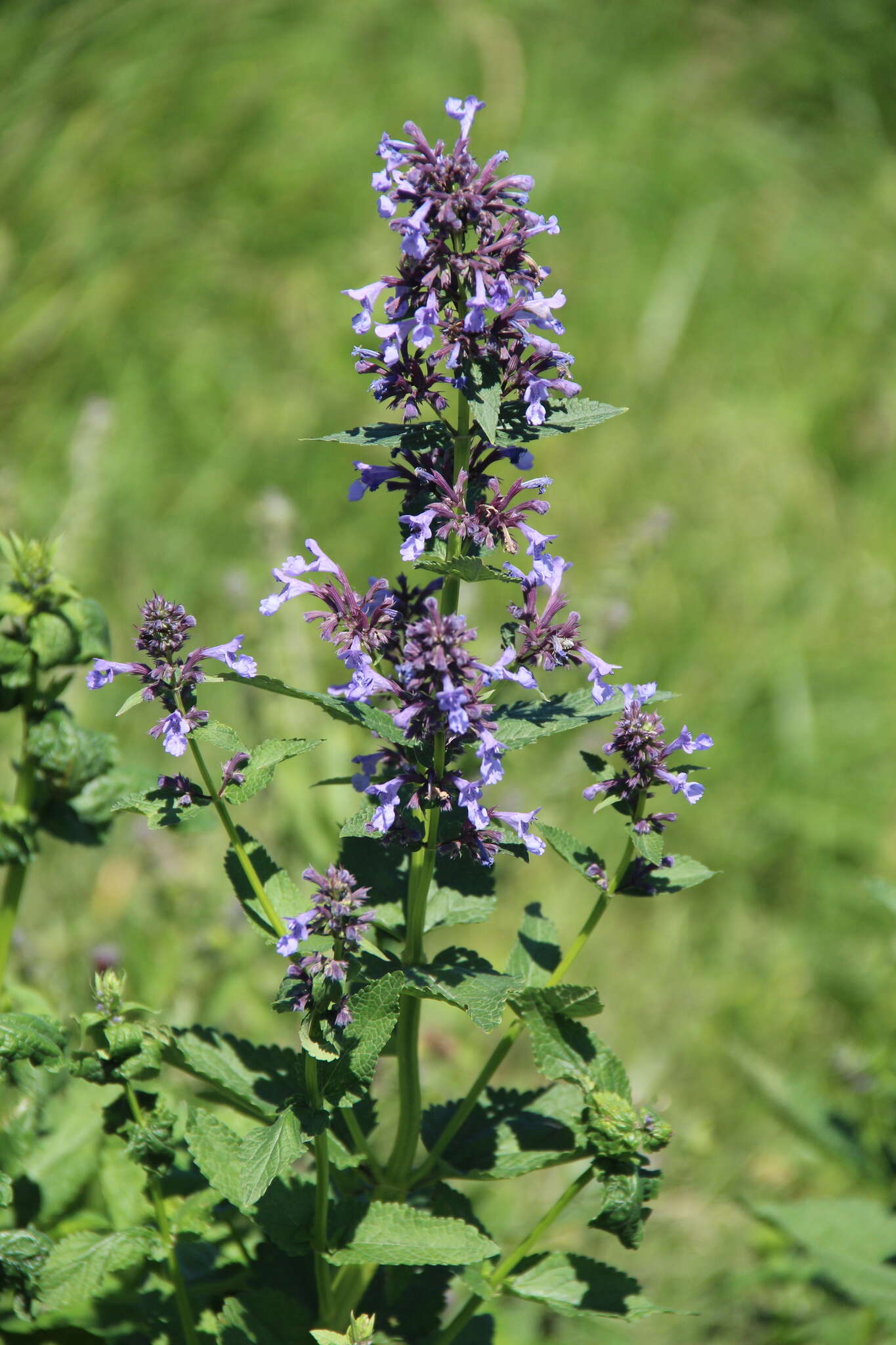 Image de Nepeta grandiflora M. Bieb.