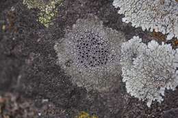 Слика од Lecanora argopholis (Ach.) Ach.