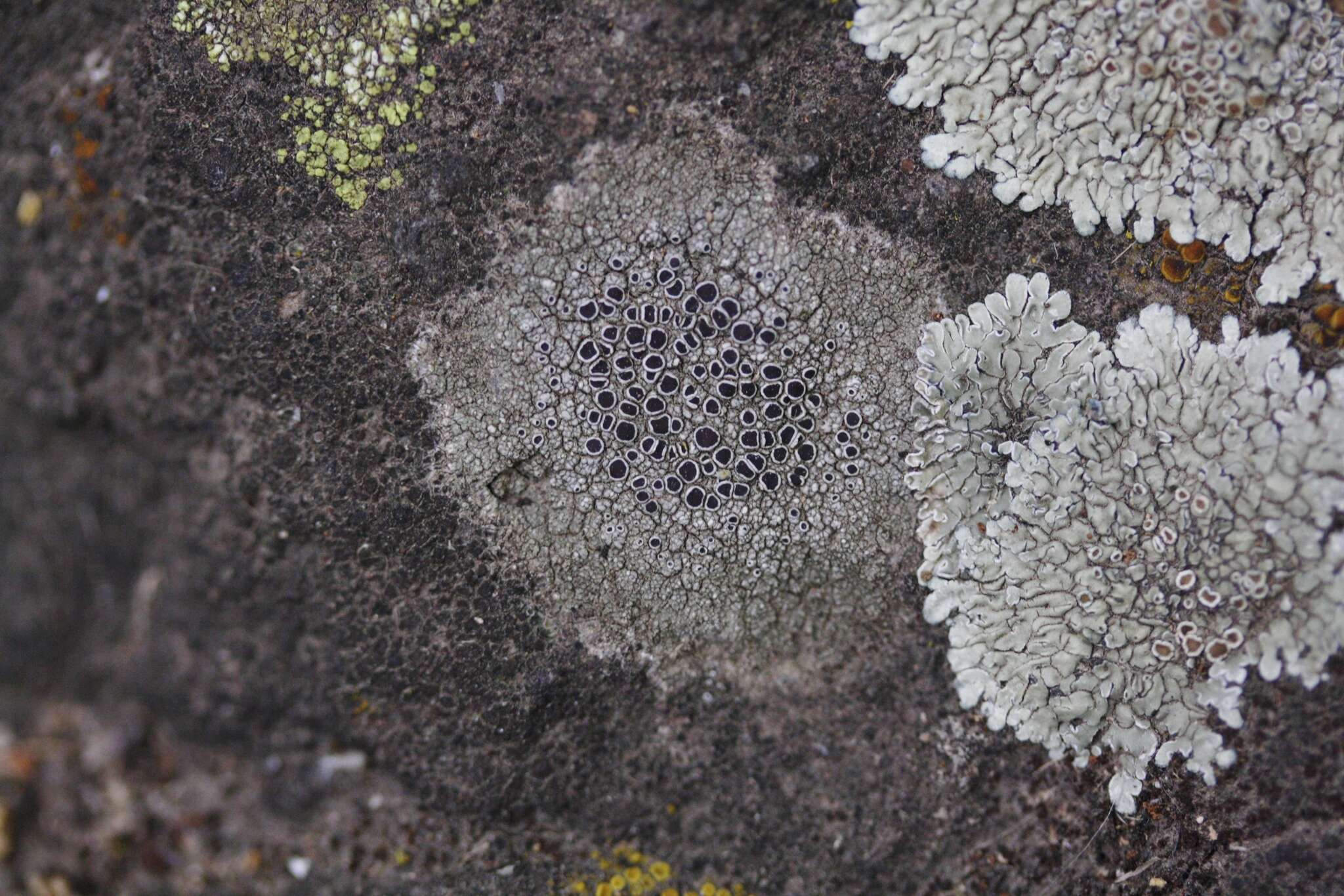 Imagem de Lecanora argopholis (Ach.) Ach.