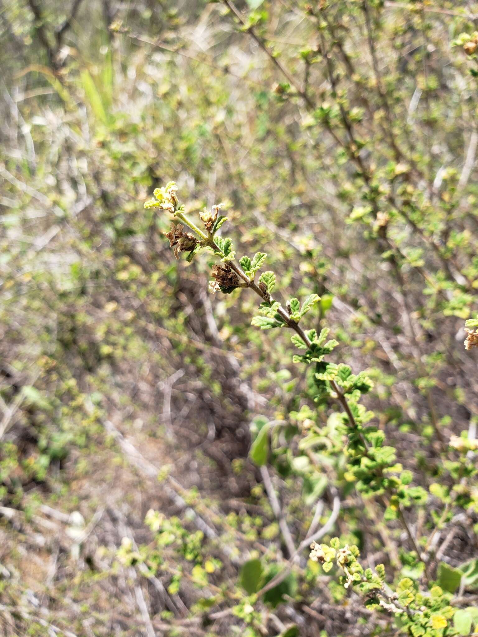 Image of Spanish thyme