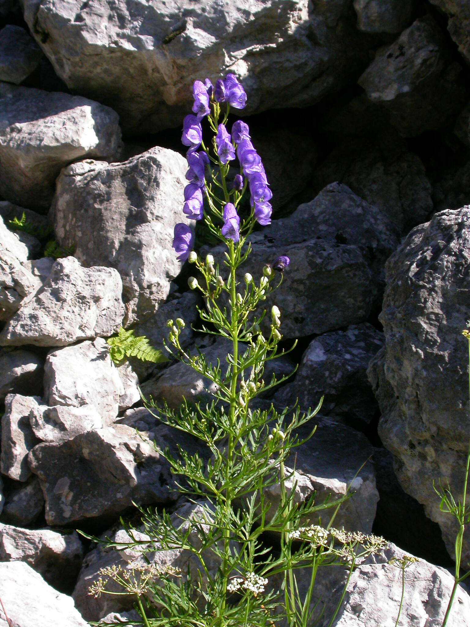 Image of Aconitum angustifolium Bernh. ex Rchb.