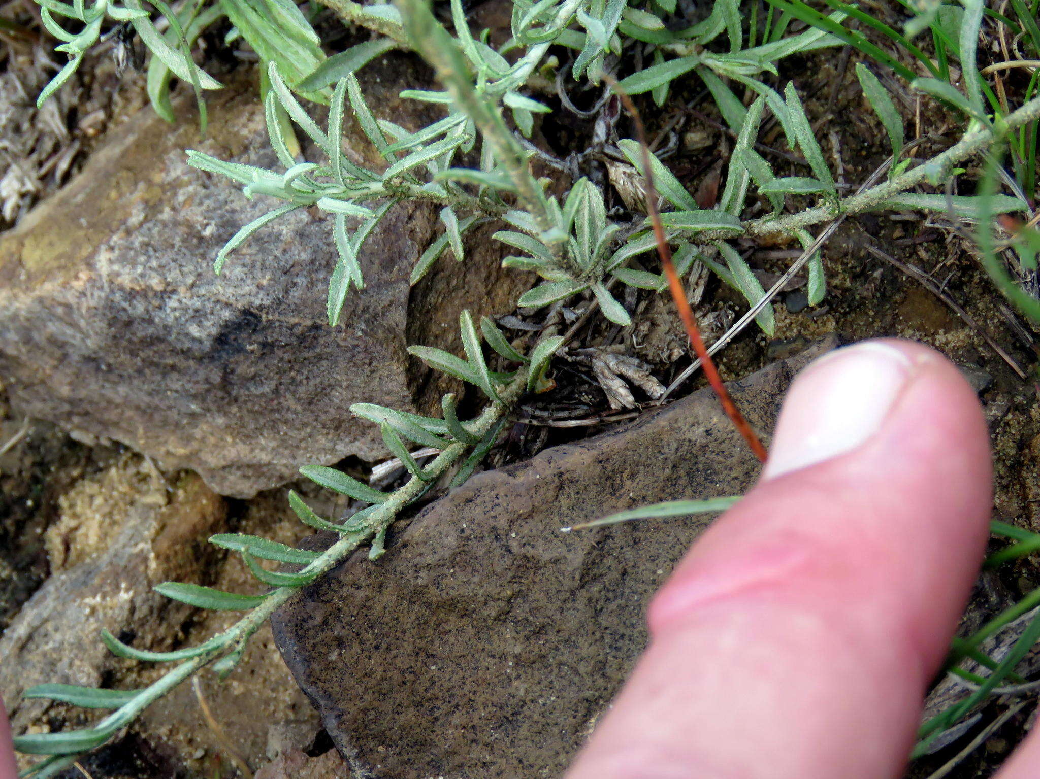 Image of Helichrysum rutilans (L.) D. Don