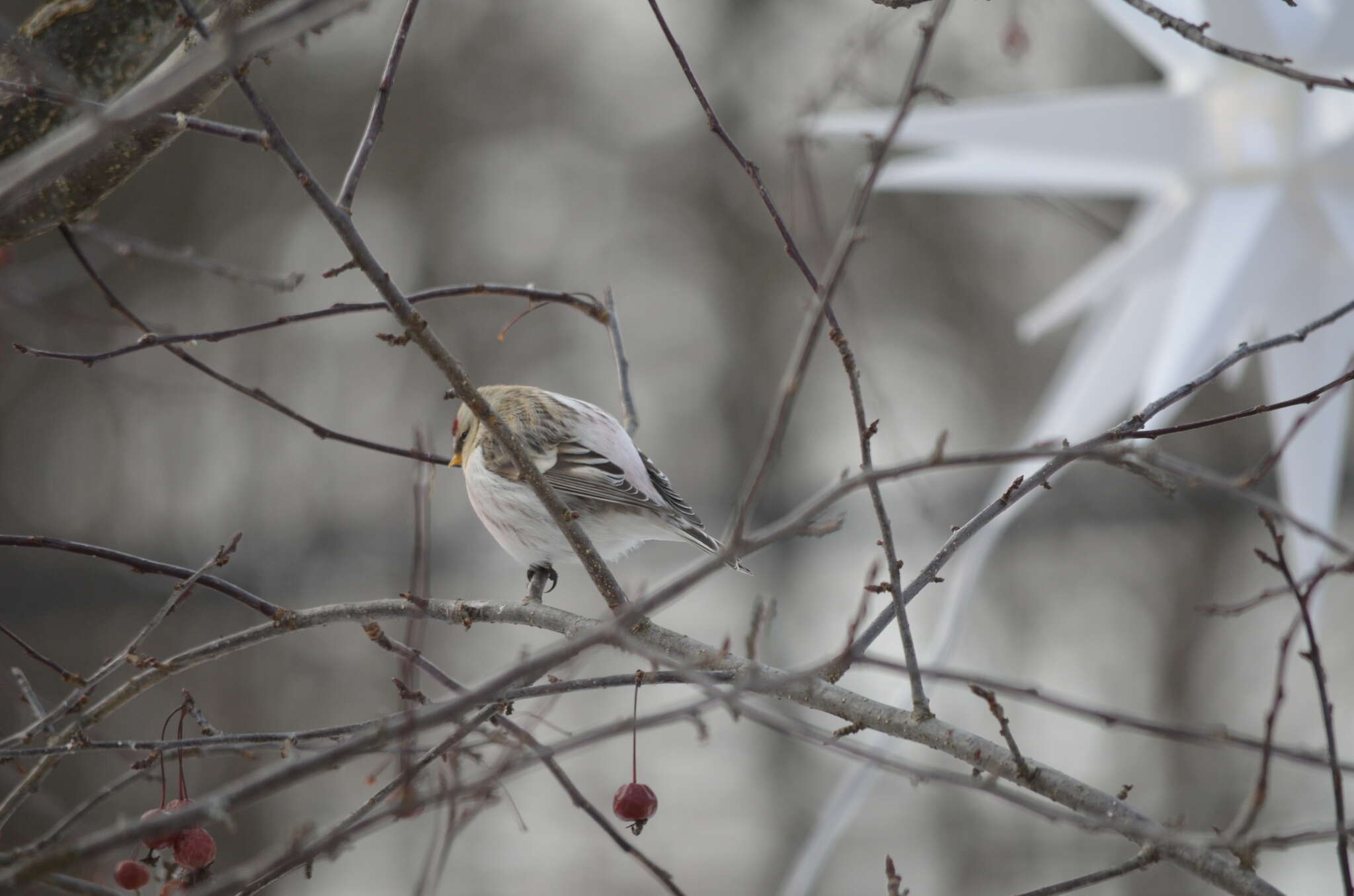 Image of Arctic Redpoll