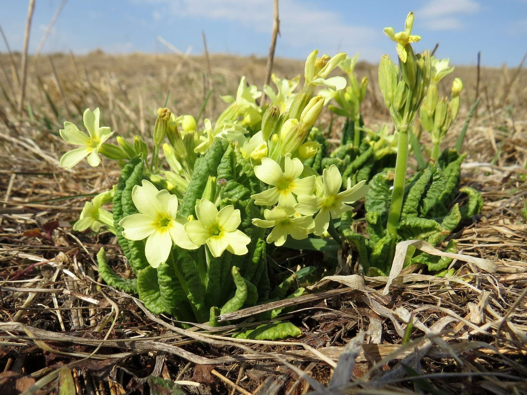 Image of Primula elatior subsp. pallasii (Lehm.) W. W. Sm. & Forrest