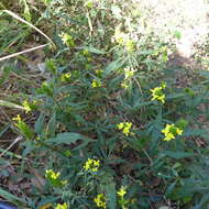 Image of Barleria oenotheroides Dum.-Cours.
