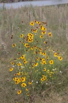 Image of Helenium mexicanum Kunth