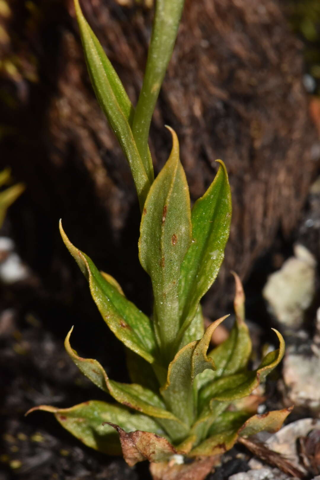 Image of Pterostylis saxosa