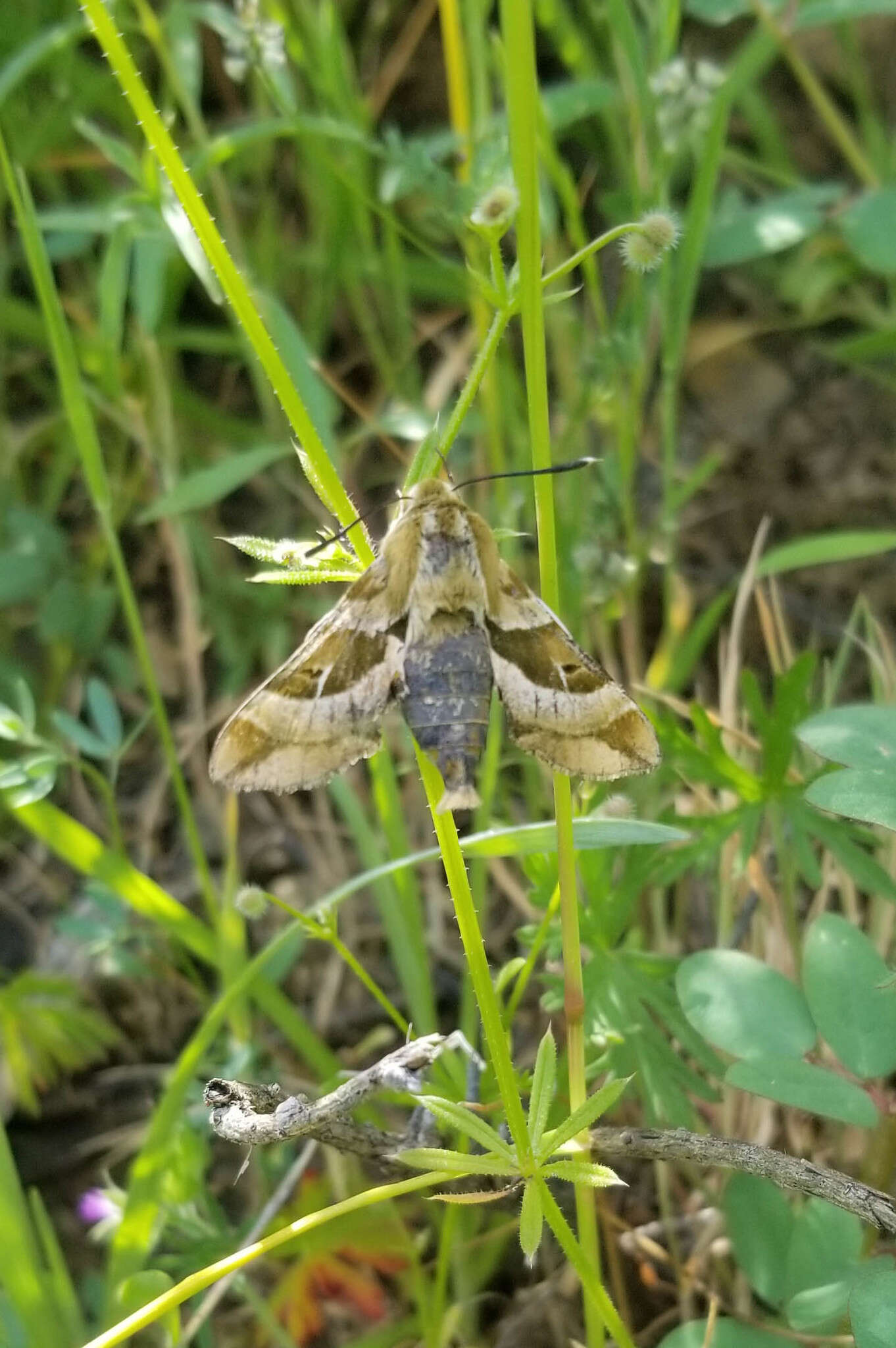 Image of Clark's Day Sphinx