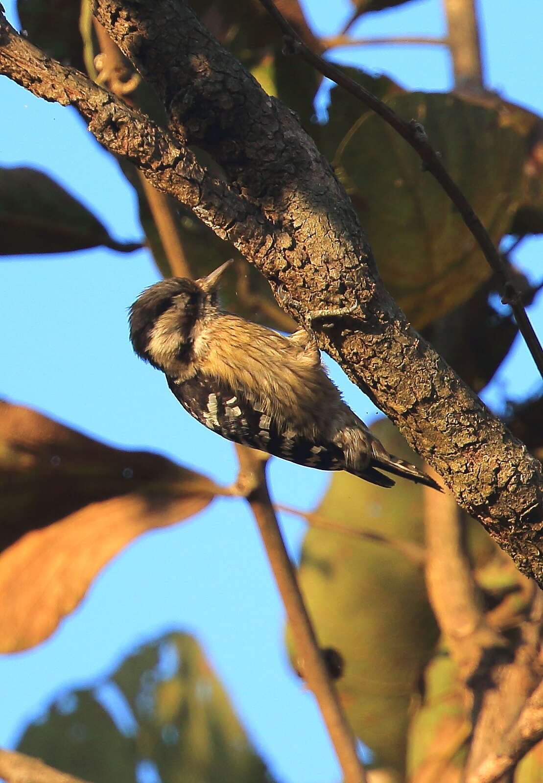 Image of Brown-capped Pygmy Woodpecker