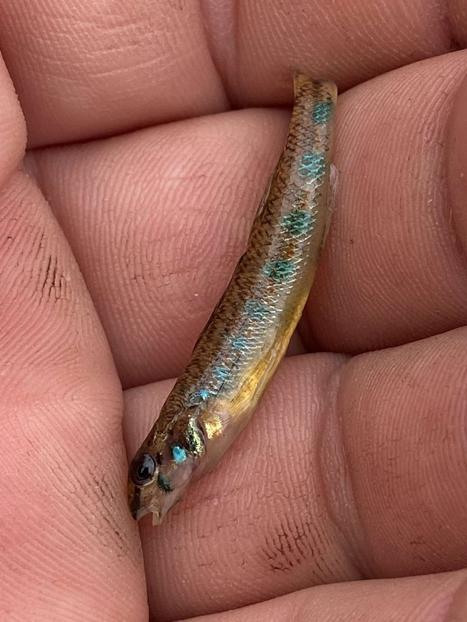 Image of Speckled Darter