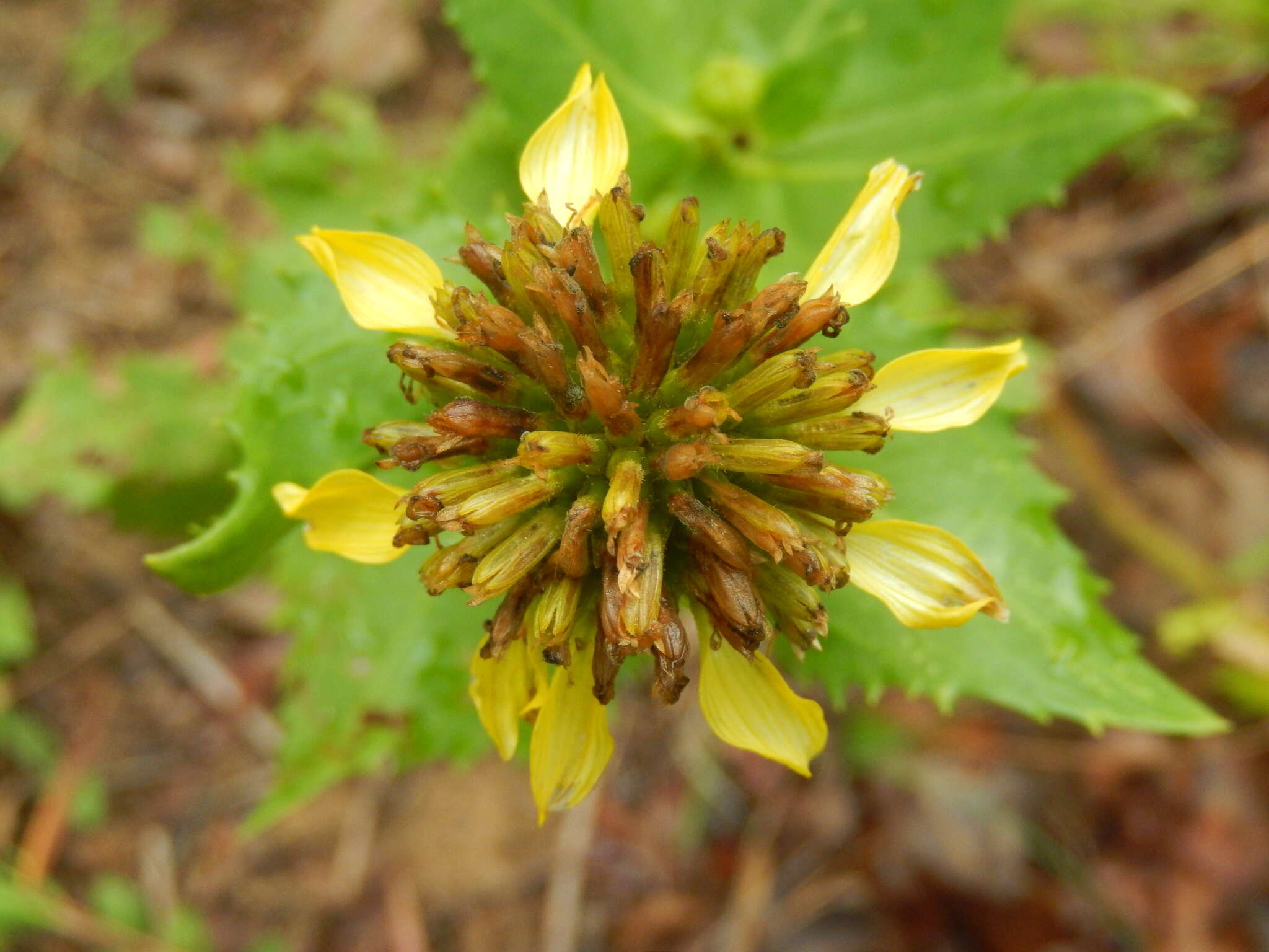 Imagem de Tetragonotheca ludoviciana (Torr. & A. Gray) A. Gray