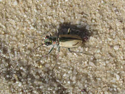 Image de Cicindela (Cicindela) limbata Say 1823