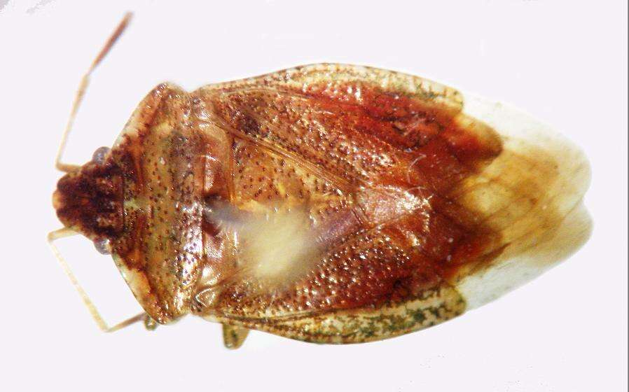 Sivun Archaeoditomotarsus crassitylus Faúndez, Carvajal & Rider 2014 kuva