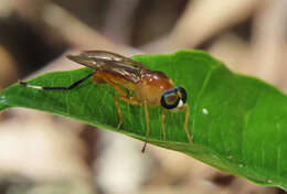 Image of Ptecticus testaceus (Fabricius 1805)