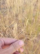 Image of desert wheatgrass