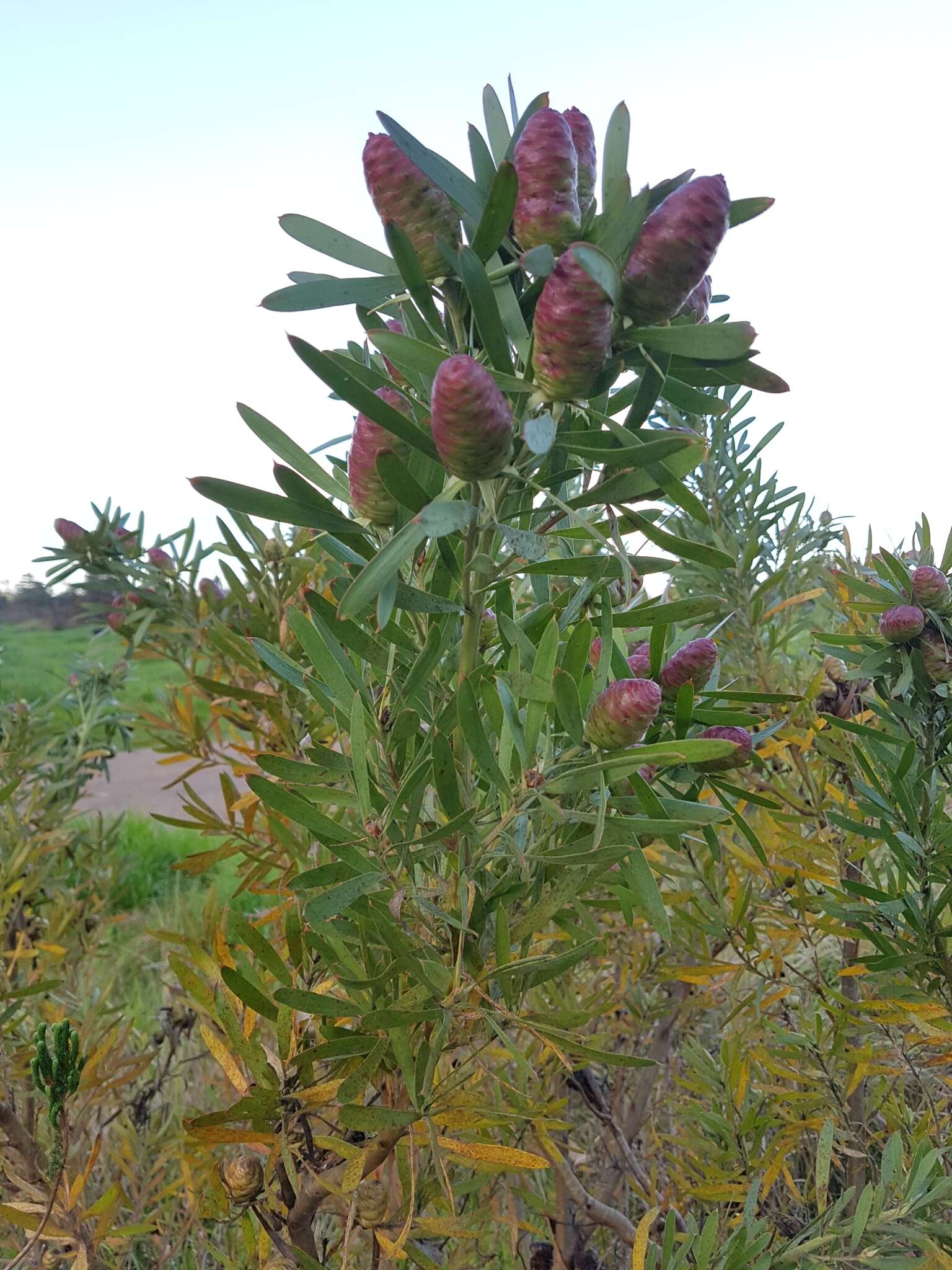 Image of Leucadendron macowanii Phillips