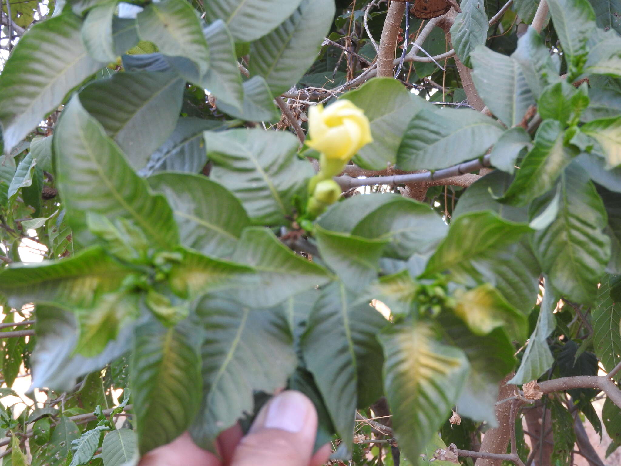 Sivun Tabernaemontana tomentosa (Greenm.) A. O. Simões & M. E. Endress kuva