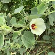 Image de Pavonia senegalensis (Cav.) Leistn.