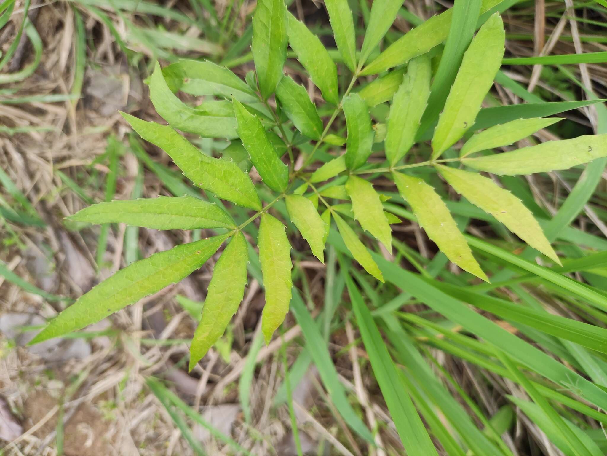 Image of Berberis fortunei Lindl.