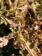 Image of wild okra