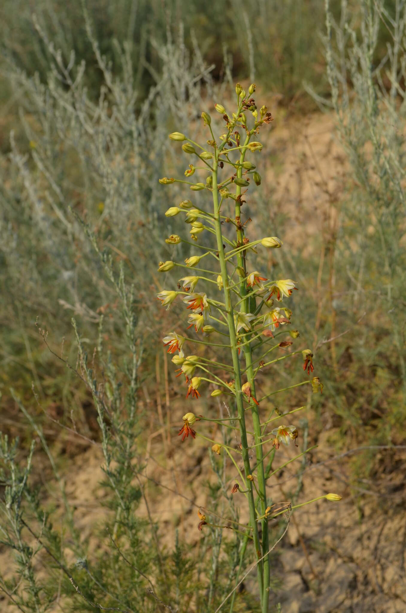 Image of Eremurus czatkalicus Lazkov